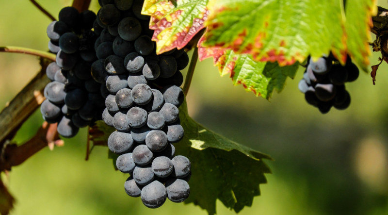 Les viticulteurs de Verdelais