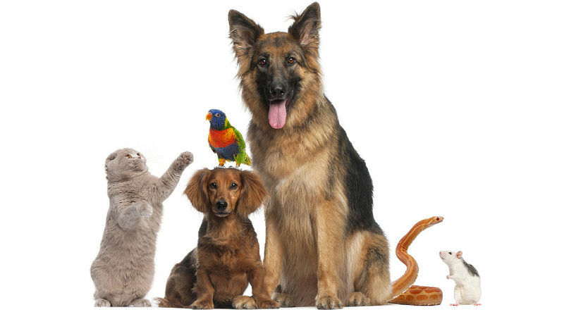 animaux verdelais